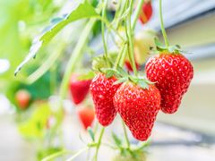 Generic_Strawberry_pixta_60016267_M