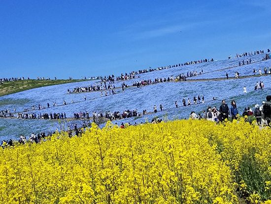 nemophia_dog2_735_480