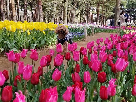 nemophia_dog5_735_480