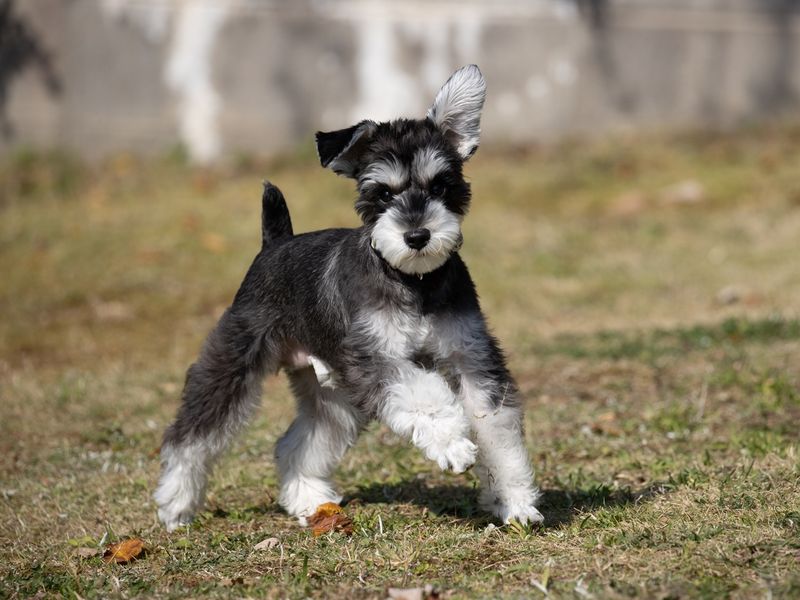 Japan_Generic_Dogpark_pixta_73122634_XL