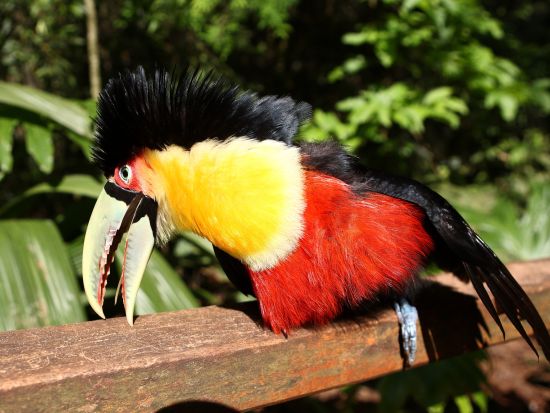 【混載】世界遺産イグアスの滝を制覇！アルゼンチン＆ブラジル2ヵ国ツアー＜1日／英語ガイド／ホテル往復送迎／ブラジル発着＞