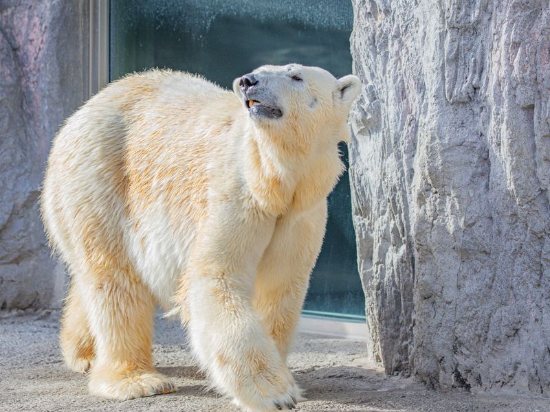 旭山動物園日帰り観光ツアー 北海道の観光 遊び 体験 レジャー専門予約サイト Veltra ベルトラ