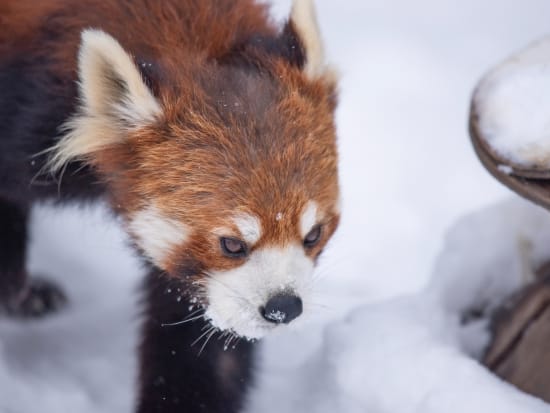 日帰りバスツアー かわいい動物たちを間近で観察できる旭山動物園＆白い雪のコントラストが美しい美瑛の青い池を巡るコース＜12月・1月出発／札幌市内発着＞