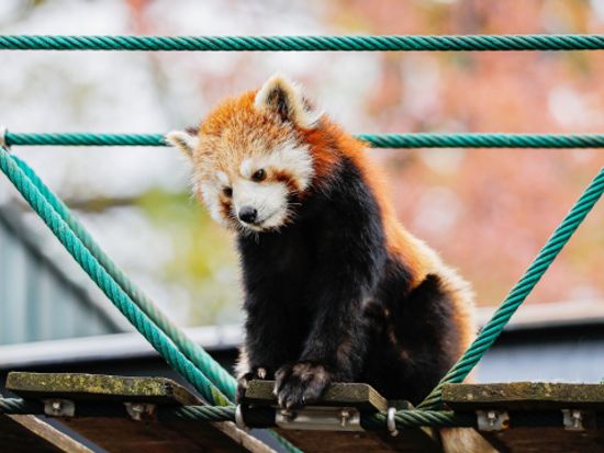 札幌発 日帰りバスツアー 旭山動物園＋青い池＋ファーム富田etc. 昼食は旭山動物園での自由食＜5～6月／1名から催行／札幌市内発着＞