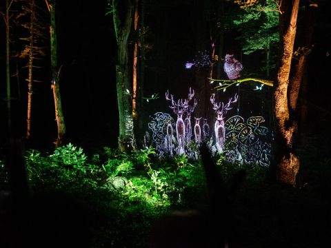 阿寒湖の森ナイトウォーク「カムイルミナ」　阿寒湖畔の森で新しい夜の神秘的なアイヌ文化体験　前売り券購入で当日券よりも500円割引＜5～11月／50～60分＞
