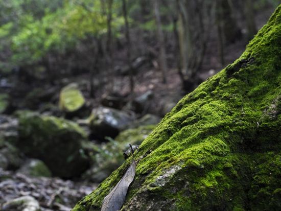滝行体験  空海が修行の地として選んだ聖地「白瀧大明神」で身を清め祈りを捧げる 話題のテントサウナ付きプランもあり＜1名参加OK／三重県鳥羽市＞