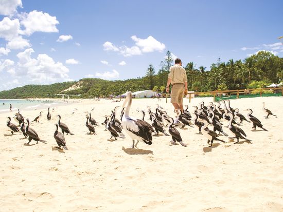 TMECC_Pelican-Feeding_12