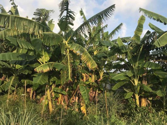沖永良部島サイクリングツアー　フーチャ（潮吹き洞窟）＋日本一のガジュマル＋笠石海浜公園＋バナナ園など見どころぐるっと空港到着後そのままご案内！