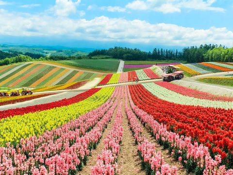 北海道 札幌近郊 旅行の観光 遊び 体験 レジャー予約サイト Veltra ベルトラ