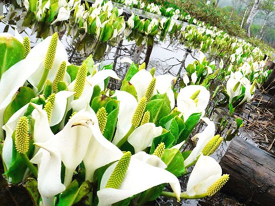 東京発 尾瀬国立公園ハイキングバスツアー 出発地は選べる鳩待峠 日帰りで参加できる朝出発プランまたは滞在時間たっぷりの夜出発プラン＜5～10月＞