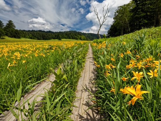 東京発 尾瀬国立公園ハイキングバスツアー 出発地は選べる鳩待峠 日帰りで参加できる朝出発プランまたは滞在時間たっぷりの夜出発プラン＜5～10月＞
