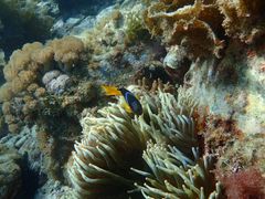 pixta_80860313_M