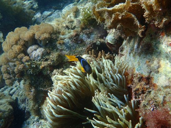 グラスボート「シーガル」 福江海中公園周遊 福江港発着（1周45分）＜福江島・五島市＞  by 木口汽船