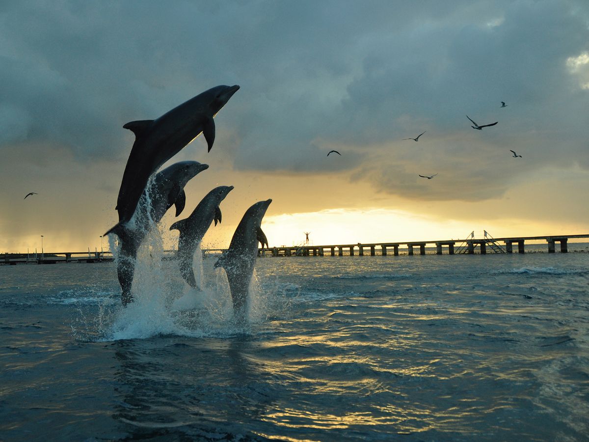 ドルフィンツアー イルカと遊べるアミューズメントパーク「ドルフィン
