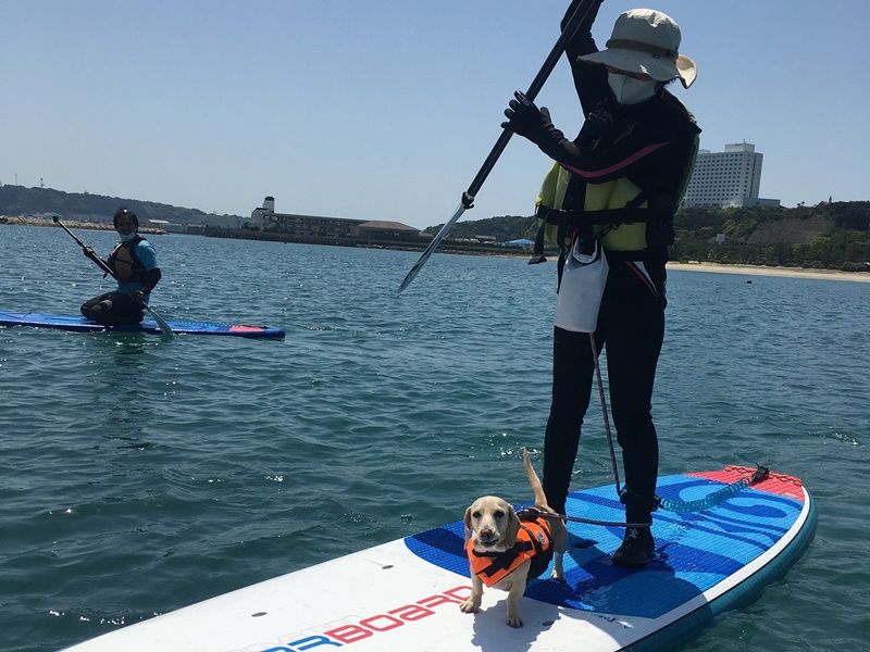 愛犬連れOK】奇岩が並ぶ絶景「橋杭岩」を眺めながらSUP体験 ワンちゃん