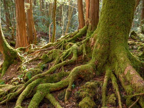 青木ヶ原樹海半日トレッキングツアー 幻想的な樹海散策と氷の世界が広がる富士山麓の溶岩洞窟探検！＜午前・午後／河口湖駅・河口湖ホテル送迎／富士河口湖町＞
