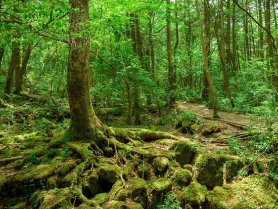 青木ヶ原樹海半日トレッキングツアー 幻想的な樹海散策と氷の世界が広がる富士山麓の溶岩洞窟探検！＜午前・午後／河口湖駅・河口湖ホテル送迎／富士河口湖町＞