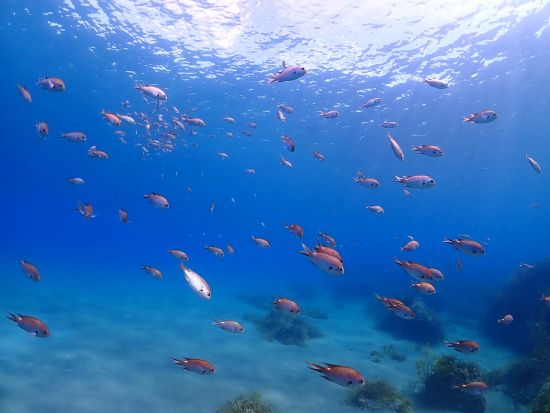 佐渡島 体験ダイビング＆シーカヤックツアー 虫崎海の美しい景色と海中世界を満喫！＜7時間／2～4名＞