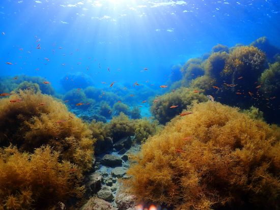 佐渡島 シュノーケリング　経験豊富なスタッフが水中世界をご案内！器材レンタル込み＜2時間＞by ダイビングサービスF.WAVE
