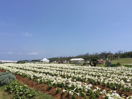 【4月～5月 GW限定】伊江島ゆり祭り 専用クルーザーで行く！伊江島島内観光ツアー＜4/29～5/5／那覇発＞