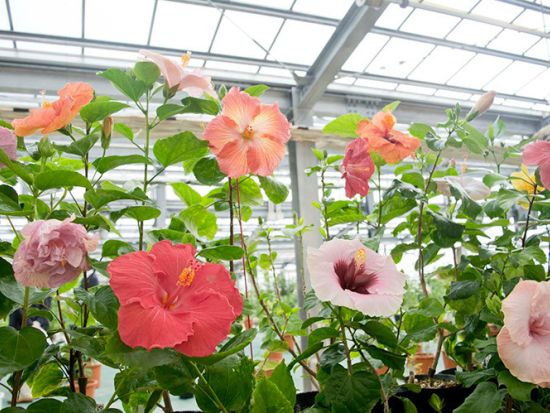 【4月～5月 GW限定】伊江島ゆり祭り 専用クルーザーで行く！伊江島島内観光ツアー＜4/29～5/5／那覇発＞