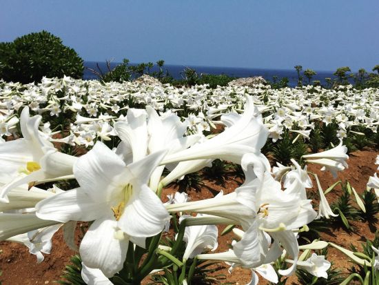 【4月～5月 GW限定】伊江島ゆり祭り 専用クルーザーで行く！伊江島島内観光ツアー＜4/29～5/5／那覇発＞