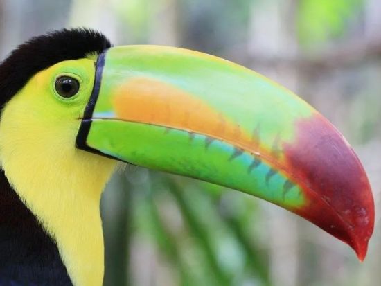 ベリーズ動物園日帰り観光ツアー＜日本語または英語ガイド／ベリーズシティ発＞