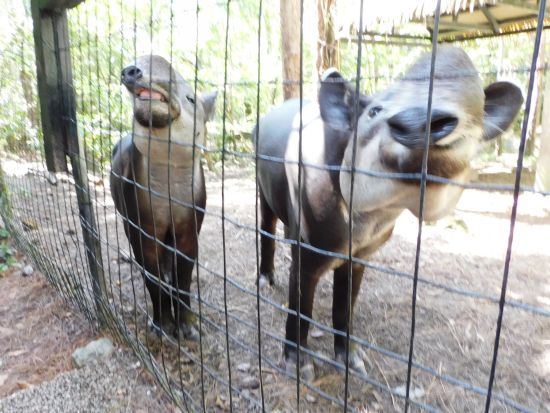 ベリーズ動物園日帰り観光ツアー＜日本語または英語ガイド／ベリーズシティ発＞