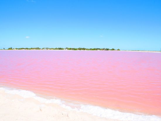 ピンクレイク＋絶景セノーテ2選（スイトゥン＋サアマル）周遊日本語ツアー＜少人数混載／昼食ビュッフェ／日本語アテンド／往復送迎／カンクンorプラヤデルカルメン発＞