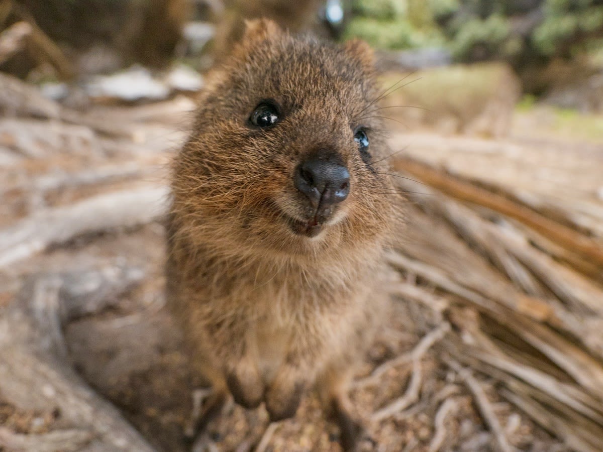 2021年 オーストラリア 『世界一しあわせな動物 クオッカ』 １ オンス