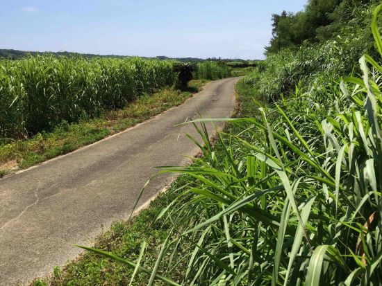 沖永良部島サイクリングツアー　屋子母海岸＋昇竜洞＋芭蕉布工房＋タラソおきのえらぶ　自転車で島を縦断しながら見どころを満喫＜昼食付／沖永良部島＞