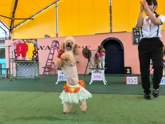 ドリームショー2