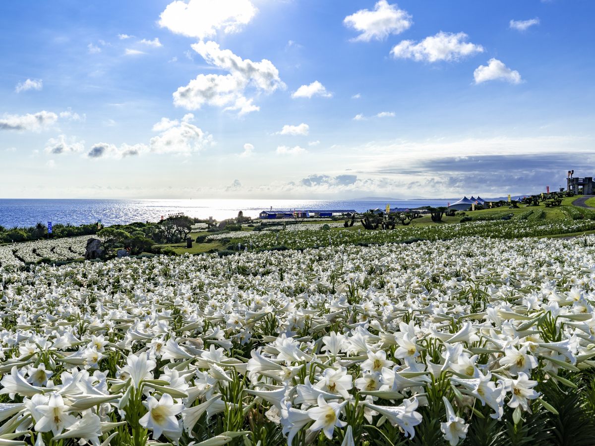 ゆり祭り伊江島1日観光ツアー ニャティア洞＋湧出展望台＋リリー