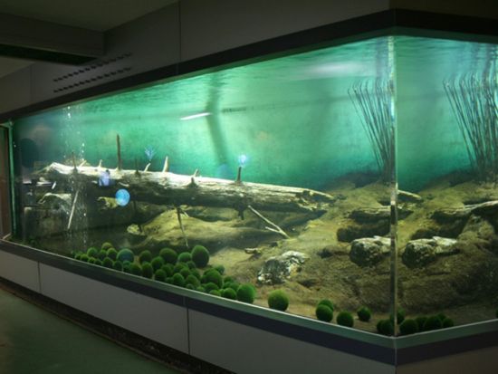 阿寒湖 モーターボート 風を切って湖面をかけぬける 選べる4コース！マリモ観覧ができるコースもご用意＜10～45分／5～11月／阿寒町＞by阿寒観光汽船