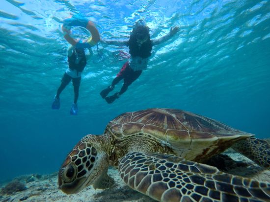 SUP（スタンドアップパドル）+ウミガメシュノーケリングツアー　海上と水中散歩を1度に満喫！＜温水シャワー・写真付き／ひろちゃん食堂食事付きプランあり／宮古島＞