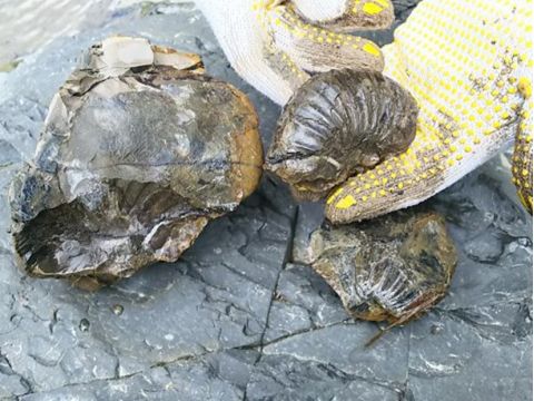 富良野 化石採取ツアー 川や山の石をトンカチで叩けば、アンモナイトが出てくるかも？＜5～9月／5歳以上／富良野市内送迎可／富良野市＞by レジャーガイド 遊び屋