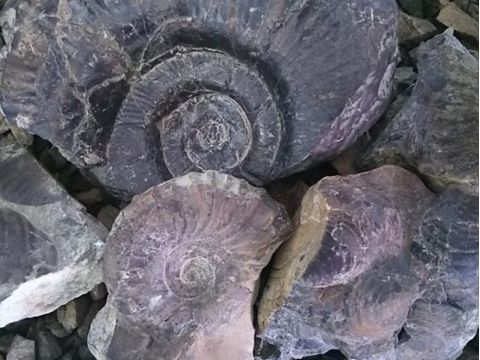 富良野 化石採取ツアー 川や山の石をトンカチで叩けば、アンモナイトが出てくるかも？＜5～9月／5歳以上／富良野市内送迎可／富良野市＞by レジャーガイド 遊び屋