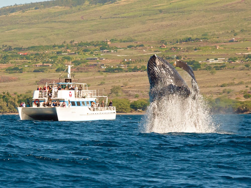 lahaina maui channel whale watching catamaran cruise