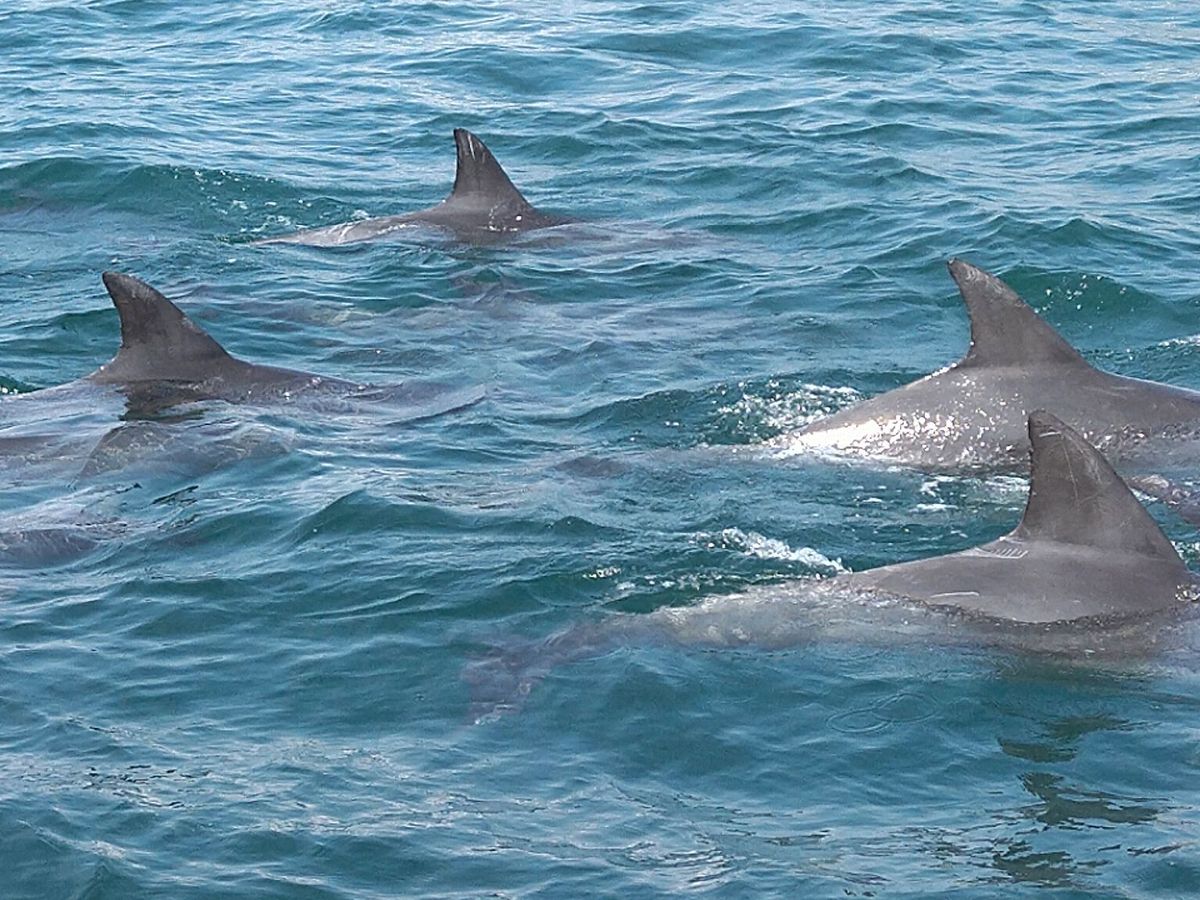天草 イルカウォッチング 高確率で遭遇できる野生のイルカを見に行こう