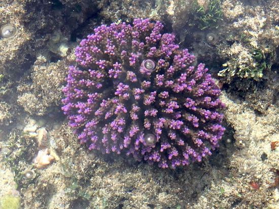 繝ｪ繝ｼ繝輔ヨ繝ｬ繝・け・域ｭｩ縺搾ｼ噂IMG_0581
