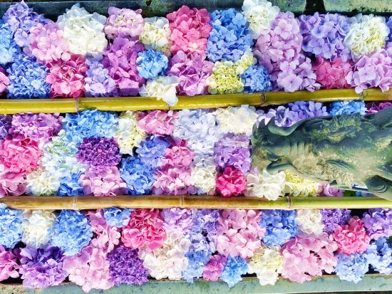 京都バスツアー 楊谷寺＋光明寺＋善峯寺 京都・西山三山の青もみじとアジサイを楽しむ（6/1～29）＜昼食付／京都駅発＞by おこしバス（京都定期観光バス）