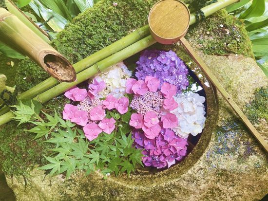 京都バスツアー 楊谷寺＋光明寺＋善峯寺 京都・西山三山の青もみじとアジサイを楽しむ（6/1～29）＜昼食付／京都駅発＞by おこしバス（京都定期観光バス）