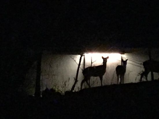 西湖 野生の鹿観察ナイトツアー　知識豊富な専門ガイドがご案内！＜返金保証付き／河口湖・西湖・富士吉田市発＞