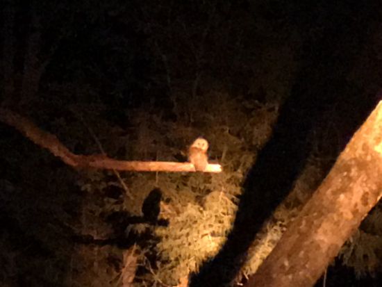 西湖 野生の鹿観察ナイトツアー　知識豊富な専門ガイドがご案内！＜返金保証付き／河口湖・西湖・富士吉田市発＞