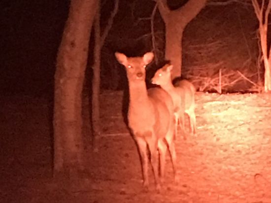 西湖 野生の鹿観察ナイトツアー　知識豊富な専門ガイドがご案内！＜返金保証付き／河口湖・西湖・富士吉田市発＞