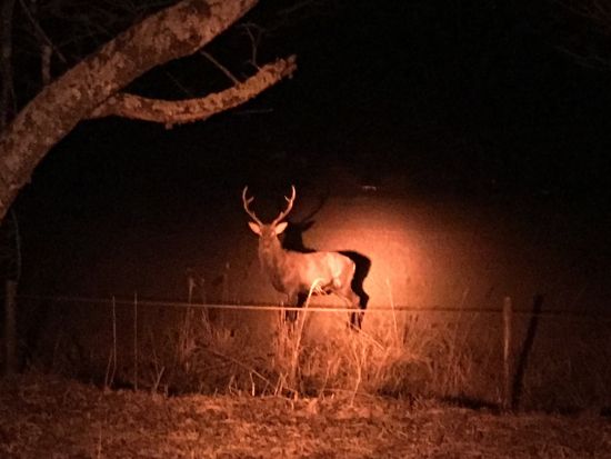 西湖 野生の鹿観察ナイトツアー　知識豊富な専門ガイドがご案内！＜返金保証付き／河口湖・西湖・富士吉田市発＞