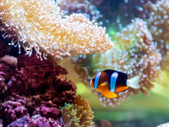 国立水族館アブダビ（National Aquarium Abu Dhabi）入場チケット予約 *選べるオプションあり