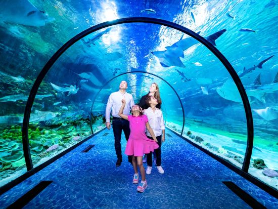 国立水族館アブダビ（National Aquarium Abu Dhabi）入場チケット予約 *選べるオプションあり