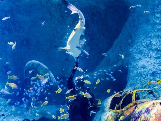 国立水族館アブダビ（National Aquarium Abu Dhabi）入場チケット予約 *選べるオプションあり