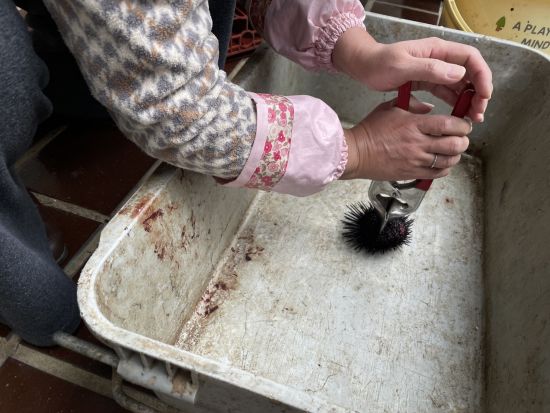 ウニ割り＆ウニ丼づくり体験　ウニを割って、ウニ丼して昼食に！＜6～8月／宇久島＞ by 宇久町観光協会